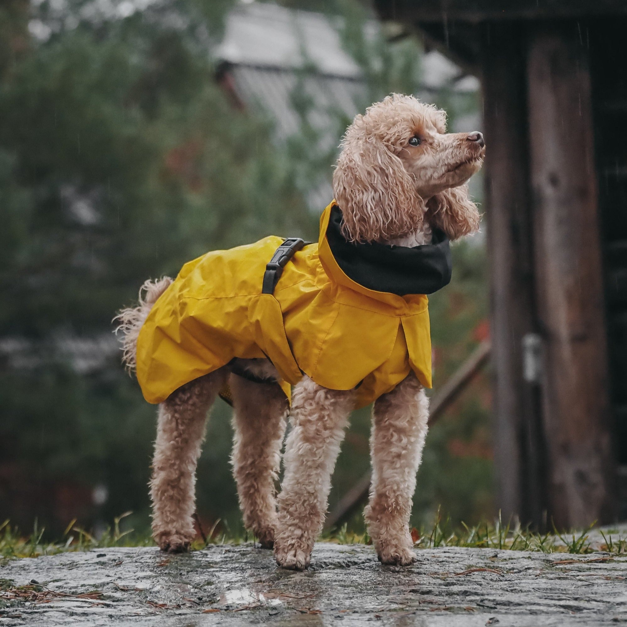 Yellow raincoat nz on sale